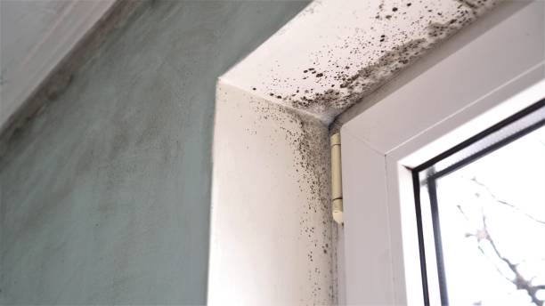 Best Mold Remediation  in Thorntown, IN