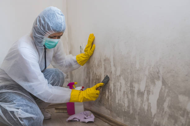 Best Black Mold Removal  in Thorntown, IN