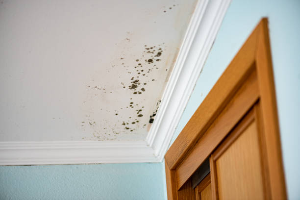 Best Mold Removal Company Near Me  in Thorntown, IN