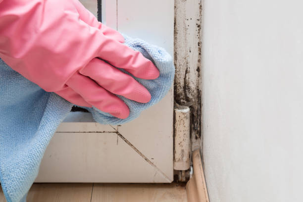 Mold Testing and Removal in Thorntown, IN