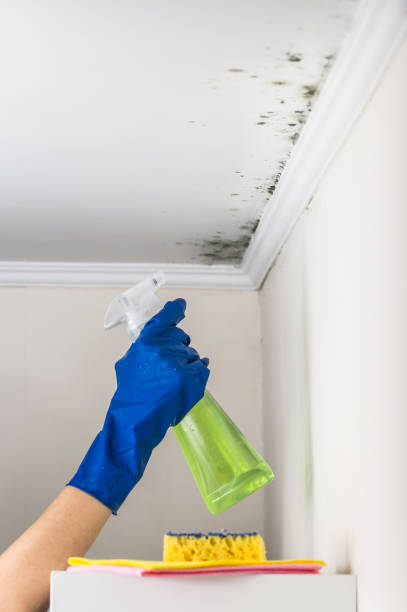 Best Toxic Mold Removal  in Thorntown, IN