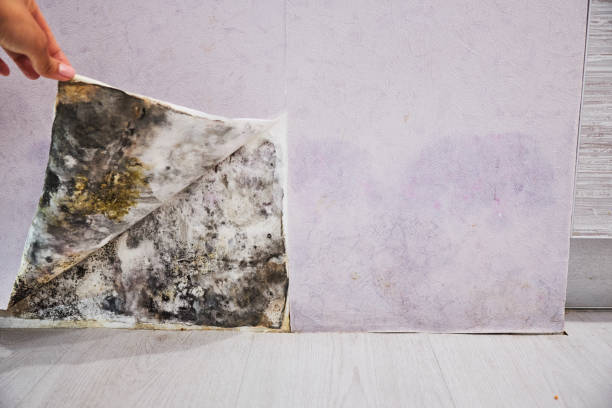 Best Mold Removal Near Me  in Thorntown, IN